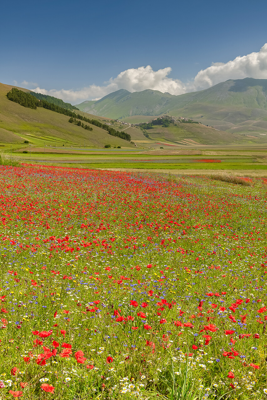 #240375-1 - Wildflowers on Piano Grande, Sibillini National Park, Umbria, Italy