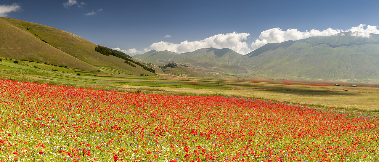 #240376-1 - Wildflowers on Piano Grande, Sibillini National Park, Umbria, Italy