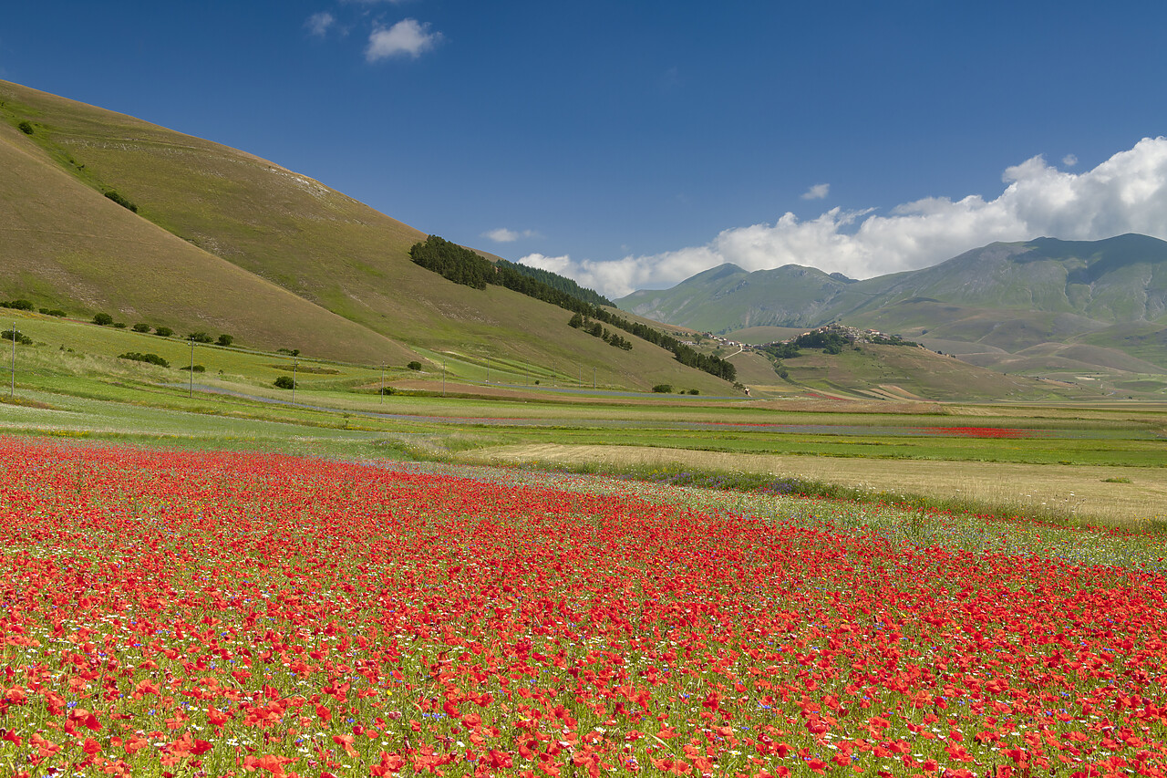 #240377-1 - Wildflowers on Piano Grande, Sibillini National Park, Umbria, Italy