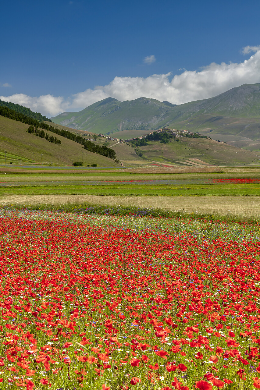 #240377-2 - Wildflowers on Piano Grande, Sibillini National Park, Umbria, Italy