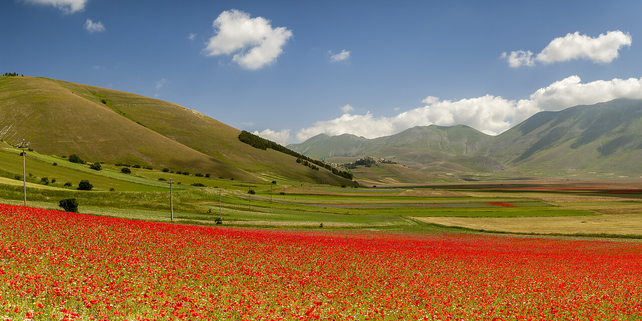 #240378-1 - Wildflowers on Piano Grande, Sibillini National Park, Umbria, Italy