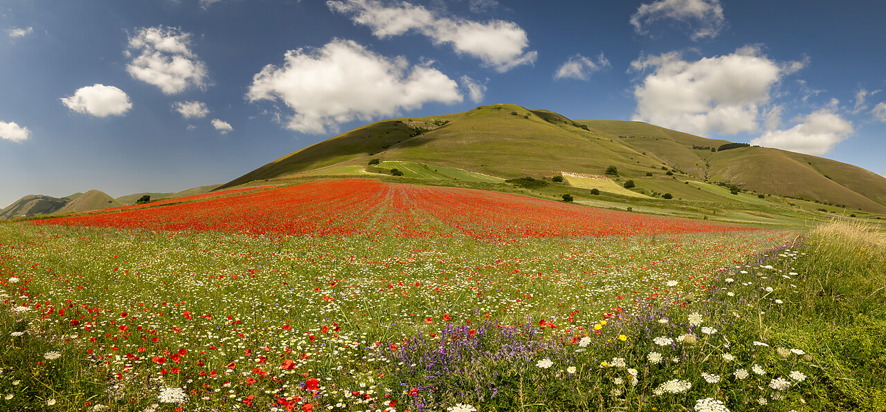 #240379-1 - Wildflowers on Piano Grande, Sibillini National Park, Umbria, Italy