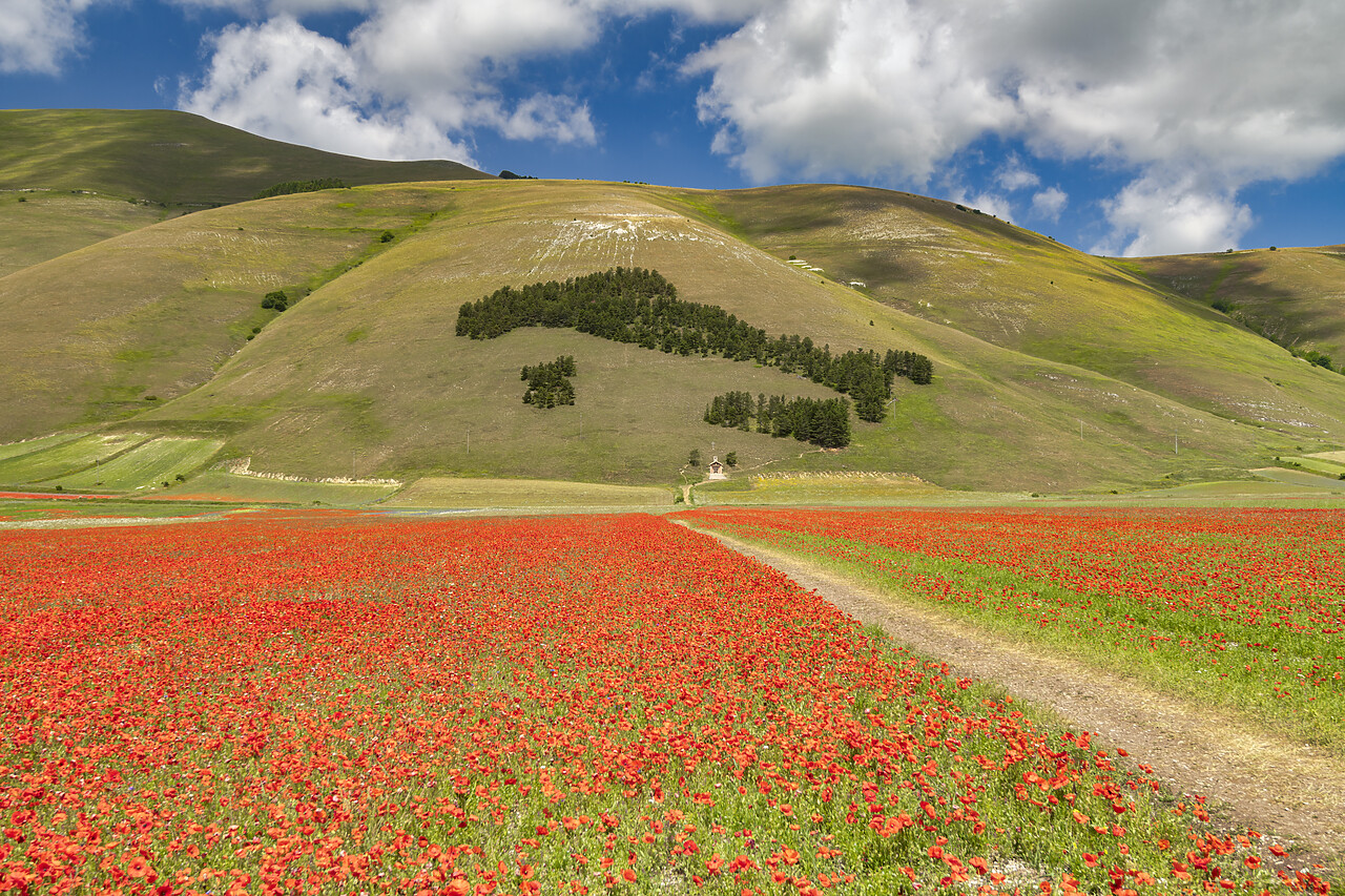 #240380-1 - Wildflowers on Piano Grande, Sibillini National Park, Umbria, Italy