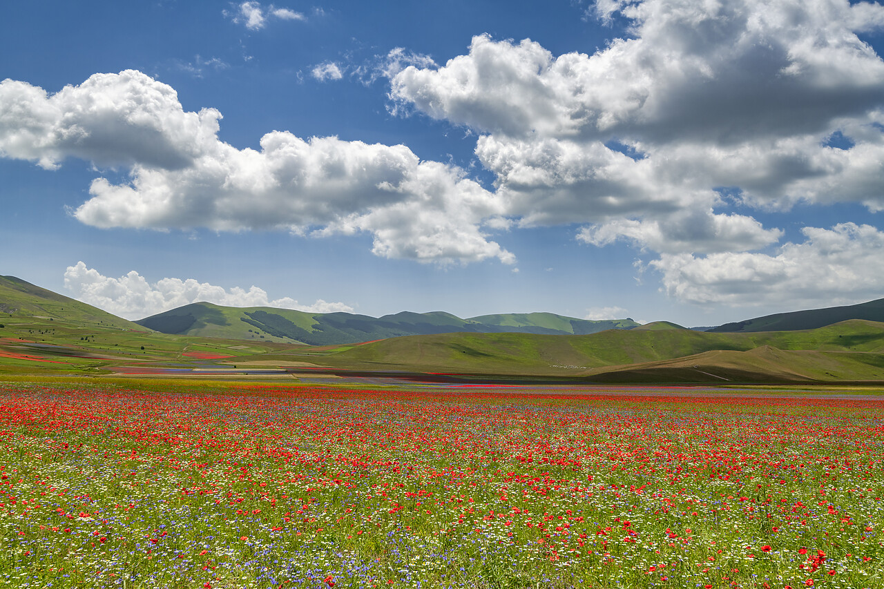 #240381-1 - Wildflowers on Piano Grande, Sibillini National Park, Umbria, Italy