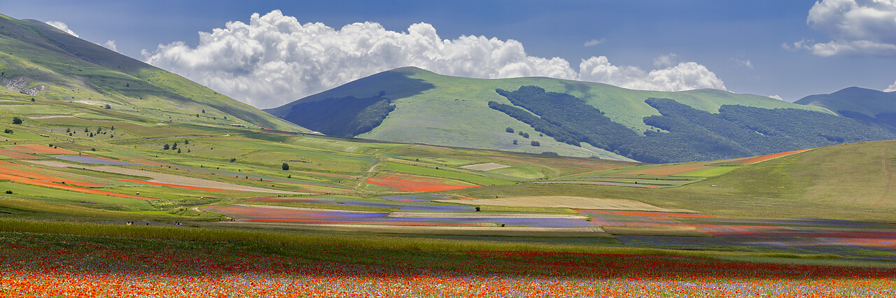 #240382-1 - Wildflowers on Piano Grande, Sibillini National Park, Umbria, Italy