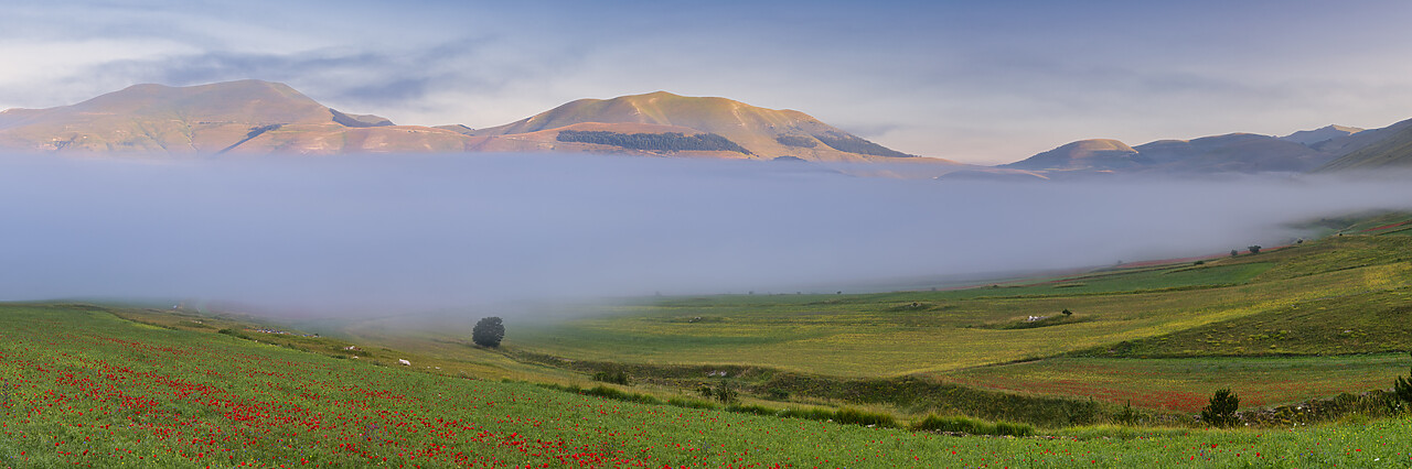 #240391-1 - Dawn Mist over Wildflowers on Piano Grande, Sibillini Mountains National Park, Umbria, Italy