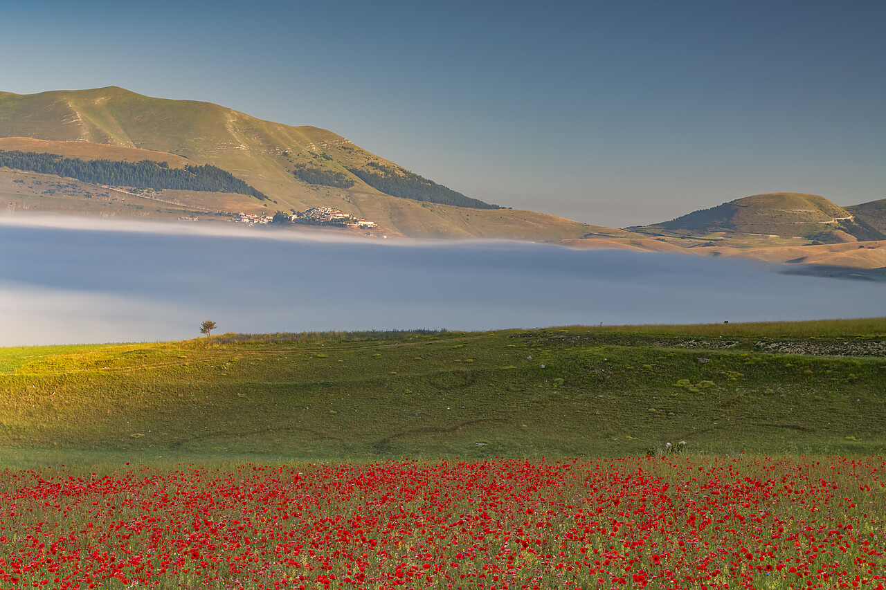 #240392-1 - Dawn Mist over Wildflowers on Piano Grande, Sibillini Mountains National Park, Umbria, Italy