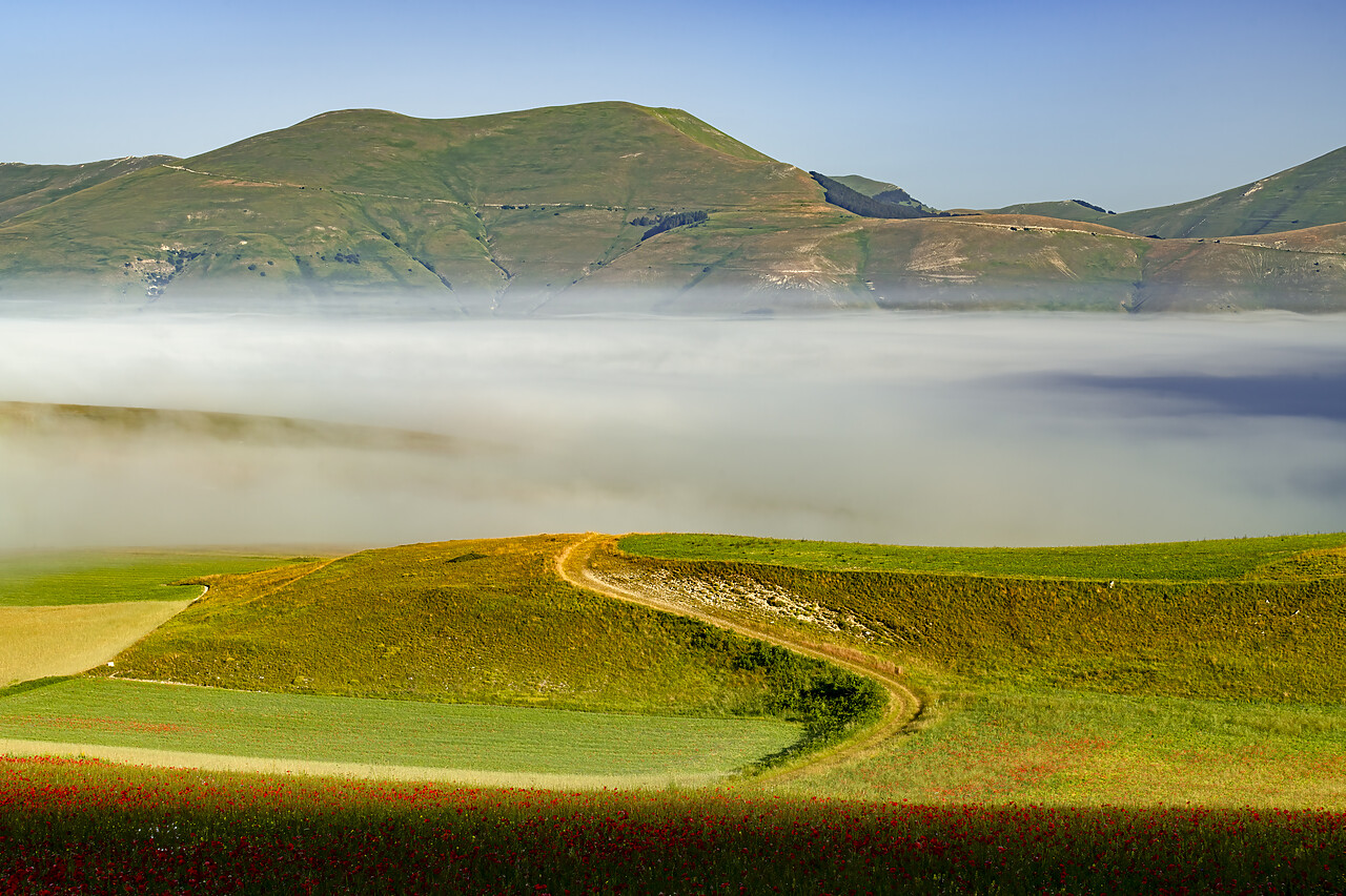 #240393-1 - Dawn Mist over Wildflowers on Piano Grande, Sibillini Mountains National Park, Umbria, Italy