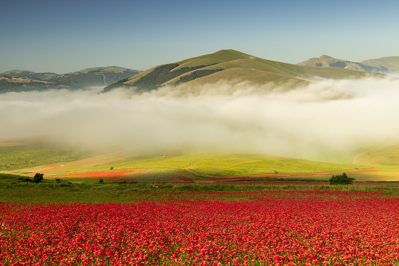 #240394-1 - Dawn Mist over Wildflowers on Piano Grande, Sibillini Mountains National Park, Umbria, Italy