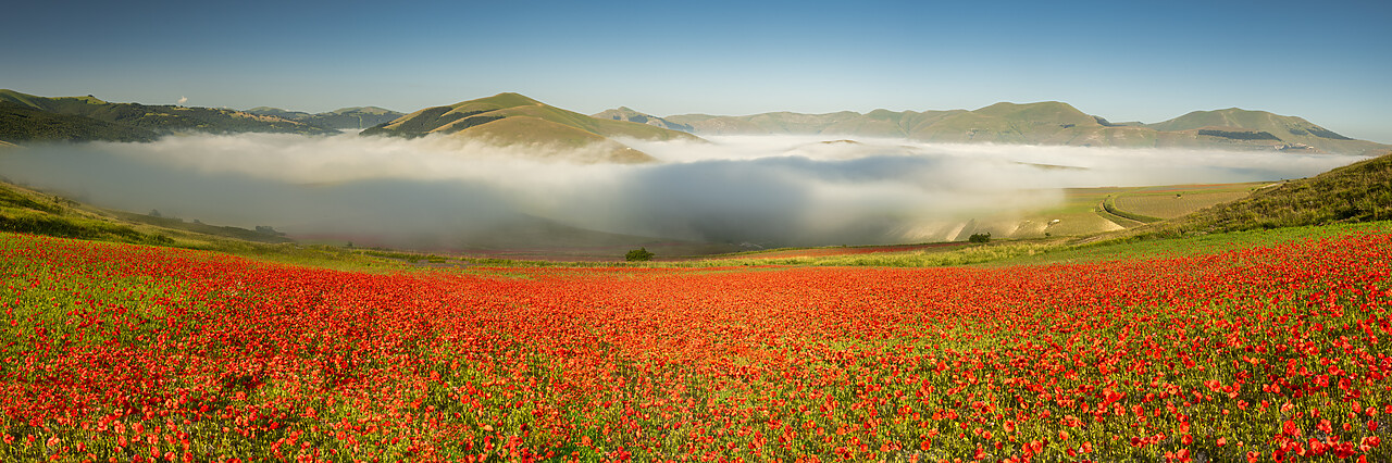 #240395-1 - Dawn Mist over Wildflowers on Piano Grande, Sibillini Mountains National Park, Umbria, Italy