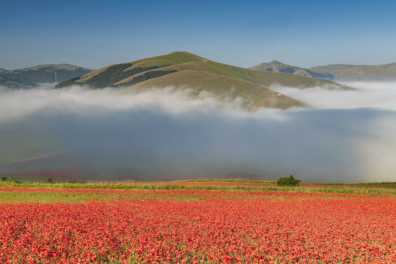 #240396-1 - Dawn Mist over Wildflowers on Piano Grande, Sibillini Mountains National Park, Umbria, Italy