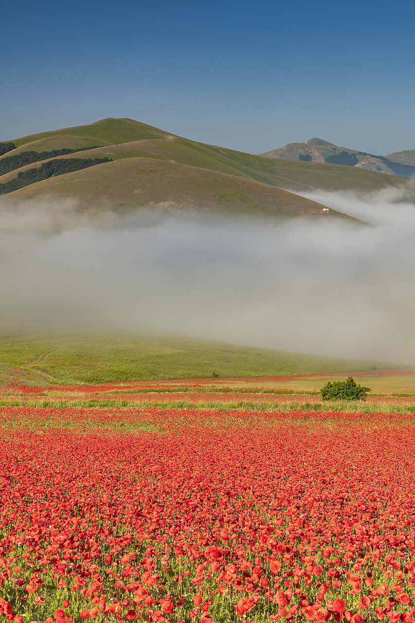 #240396-2 - Dawn Mist over Wildflowers on Piano Grande, Sibillini Mountains National Park, Umbria, Italy