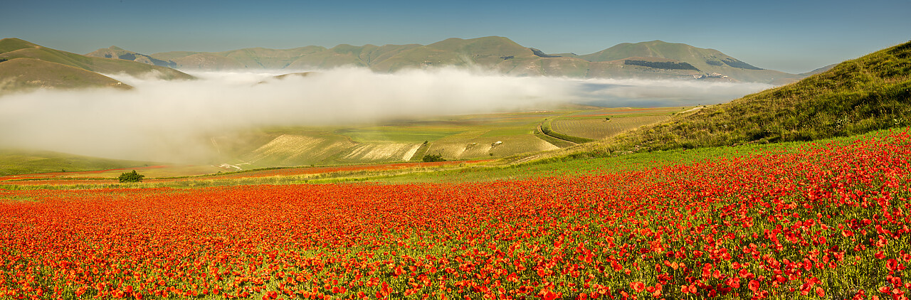 #240397-1 - Dawn Mist over Wildflowers on Piano Grande, Sibillini Mountains National Park, Umbria, Italy