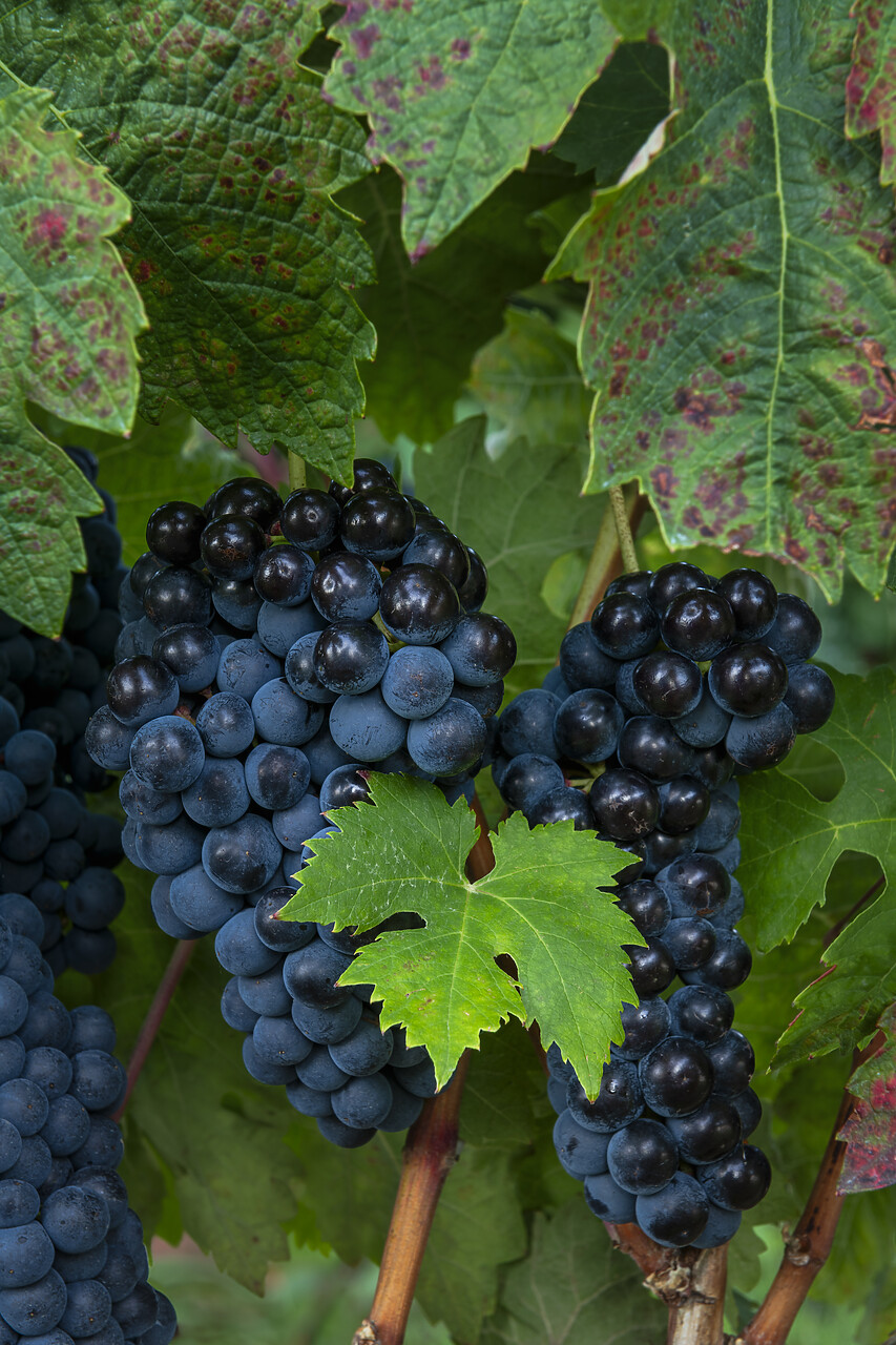 #240513-1 - Tempranillo Grapes, Rioja Region, Spain