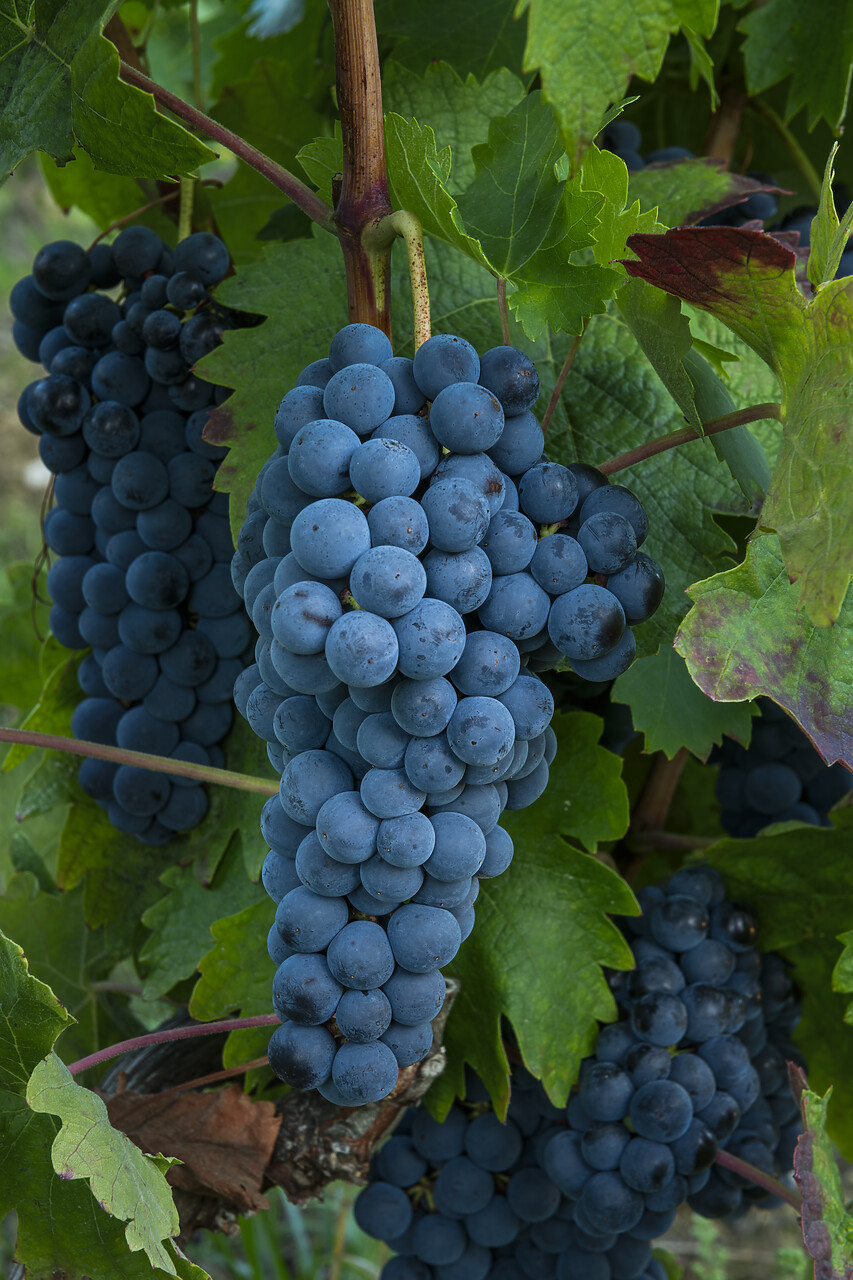 #240514-1 - Tempranillo Grapes, Rioja Region, Spain