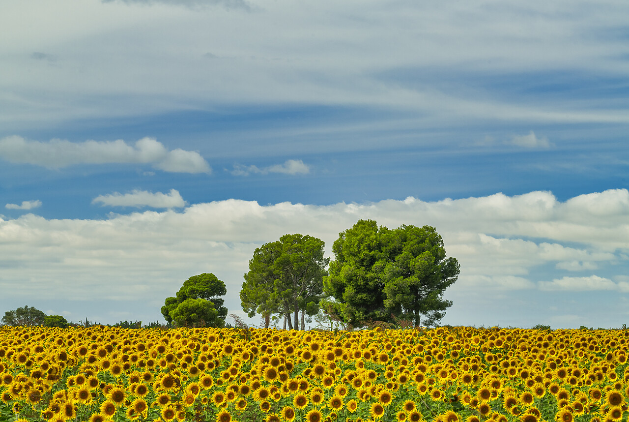 #240521-1 - Field of Sunflowers, Aragon, Spain