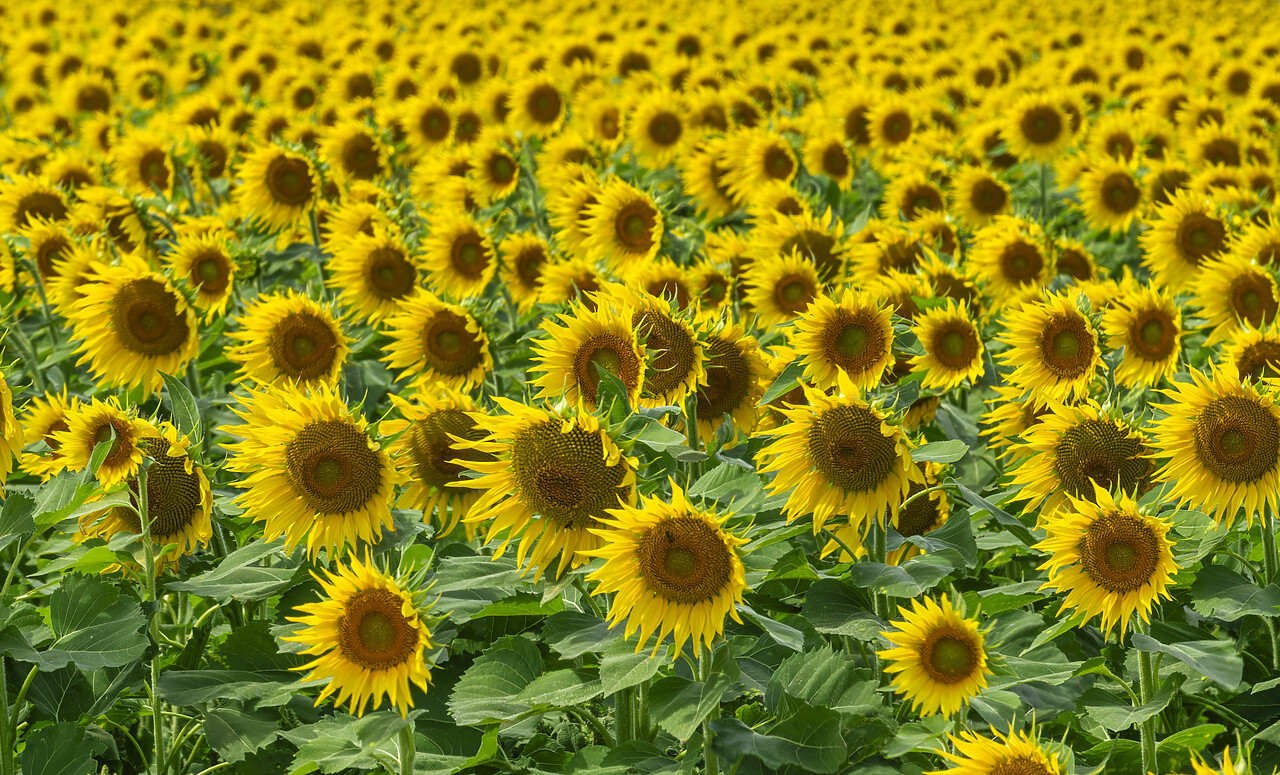 #240522-1 - Field of Sunflowers, Aragon, Spain