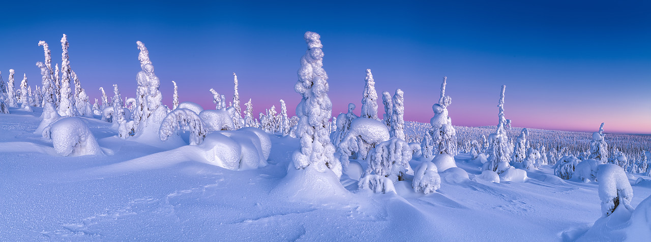 #400033-1 - Dawn Light on Snow-covered Pine Trees, Riisitunturi National Park, Posio, Lapland, Finland