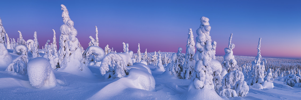 #400034-1 - Dawn Light on Snow-covered Pine Trees, Riisitunturi National Park, Posio, Lapland, Finland