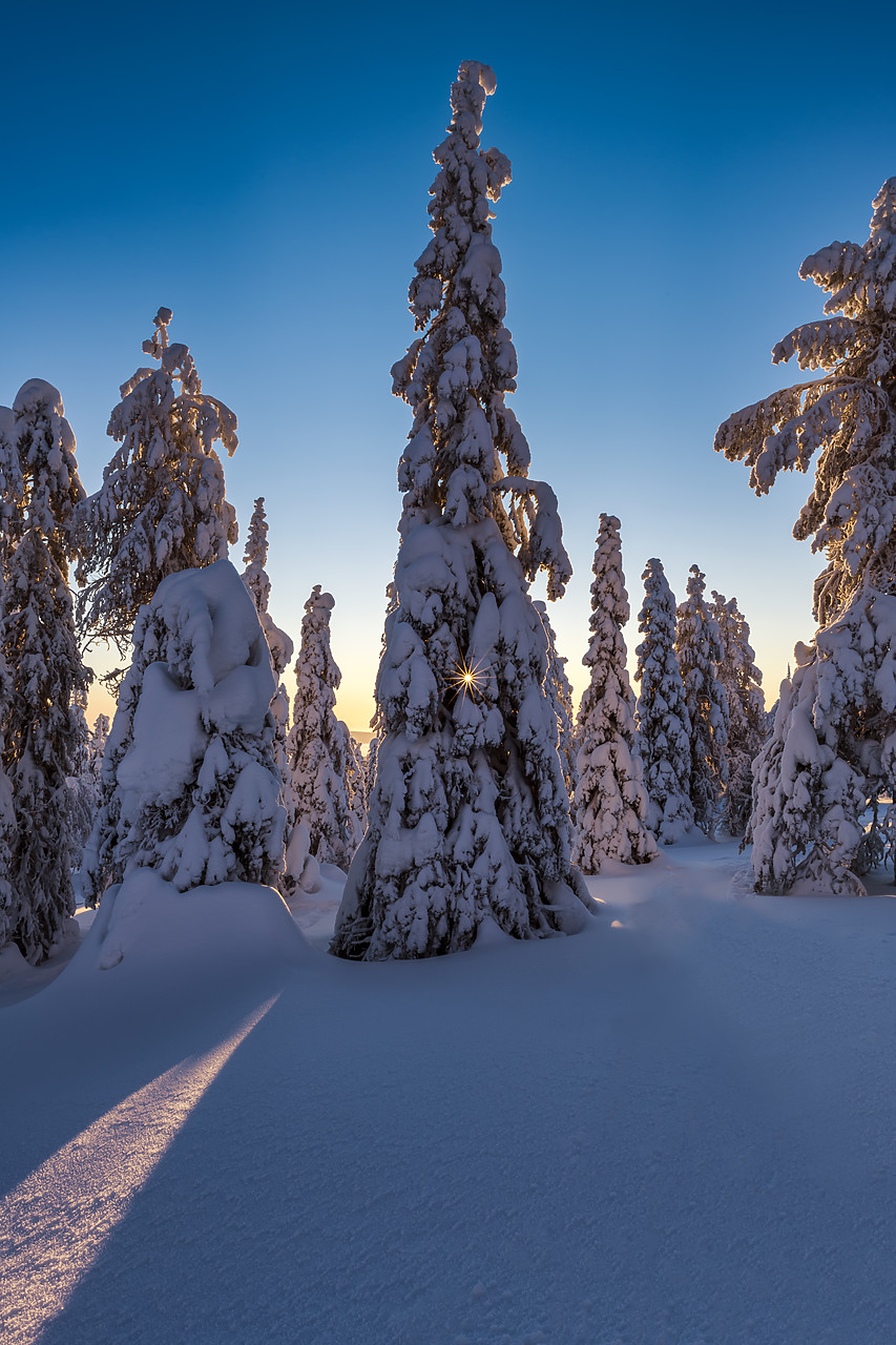 #400035-1 - Sunburst Through Snow-covered Pine Trees, Riisitunturi National Park, Posio, Lapland, Finland