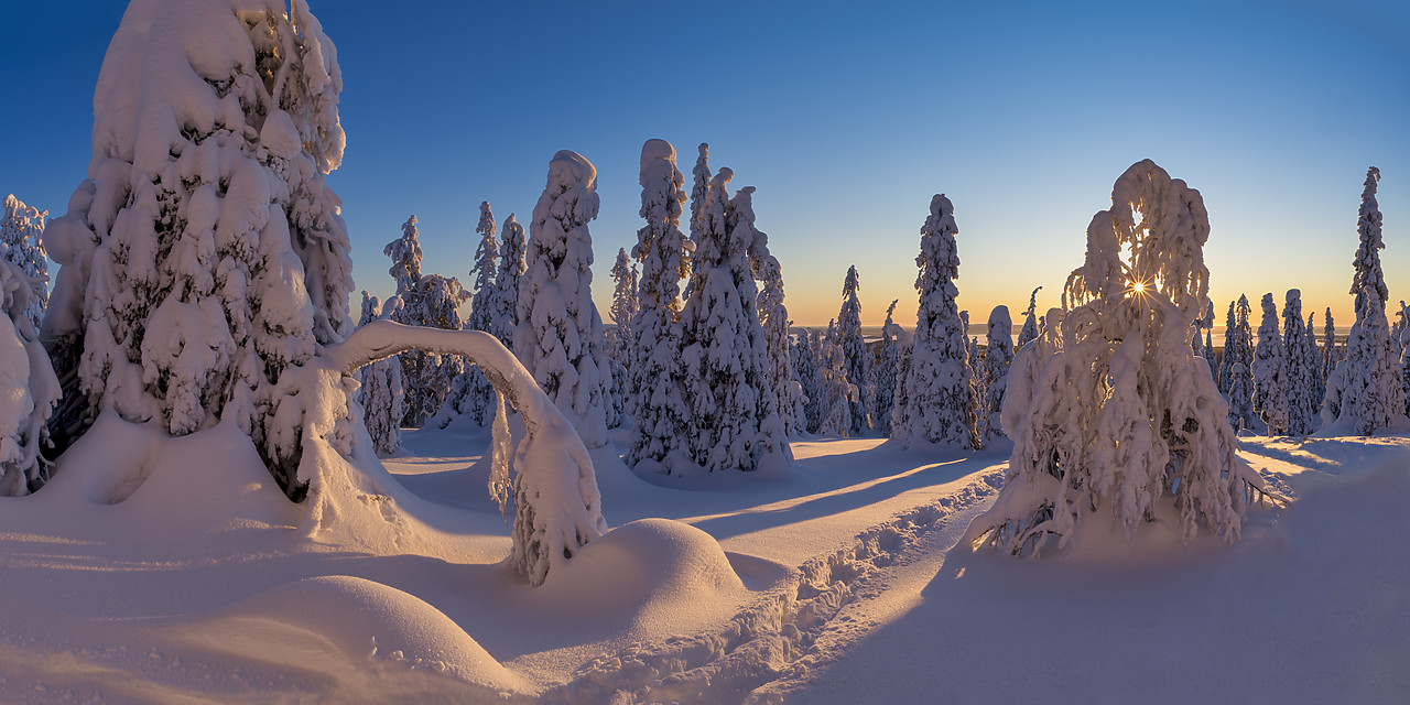 #400036-1 - Sunburst Through Snow-covered Pine Trees, Riisitunturi National Park, Posio, Lapland, Finland