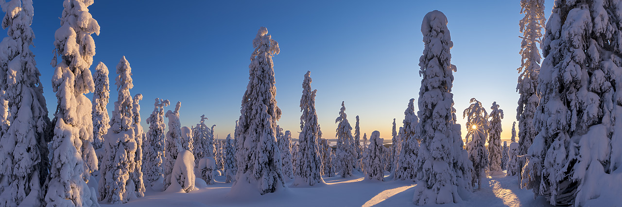 #400037-1 - Sunburst Through Snow-covered Pine Trees, Riisitunturi National Park, Posio, Lapland, Finland