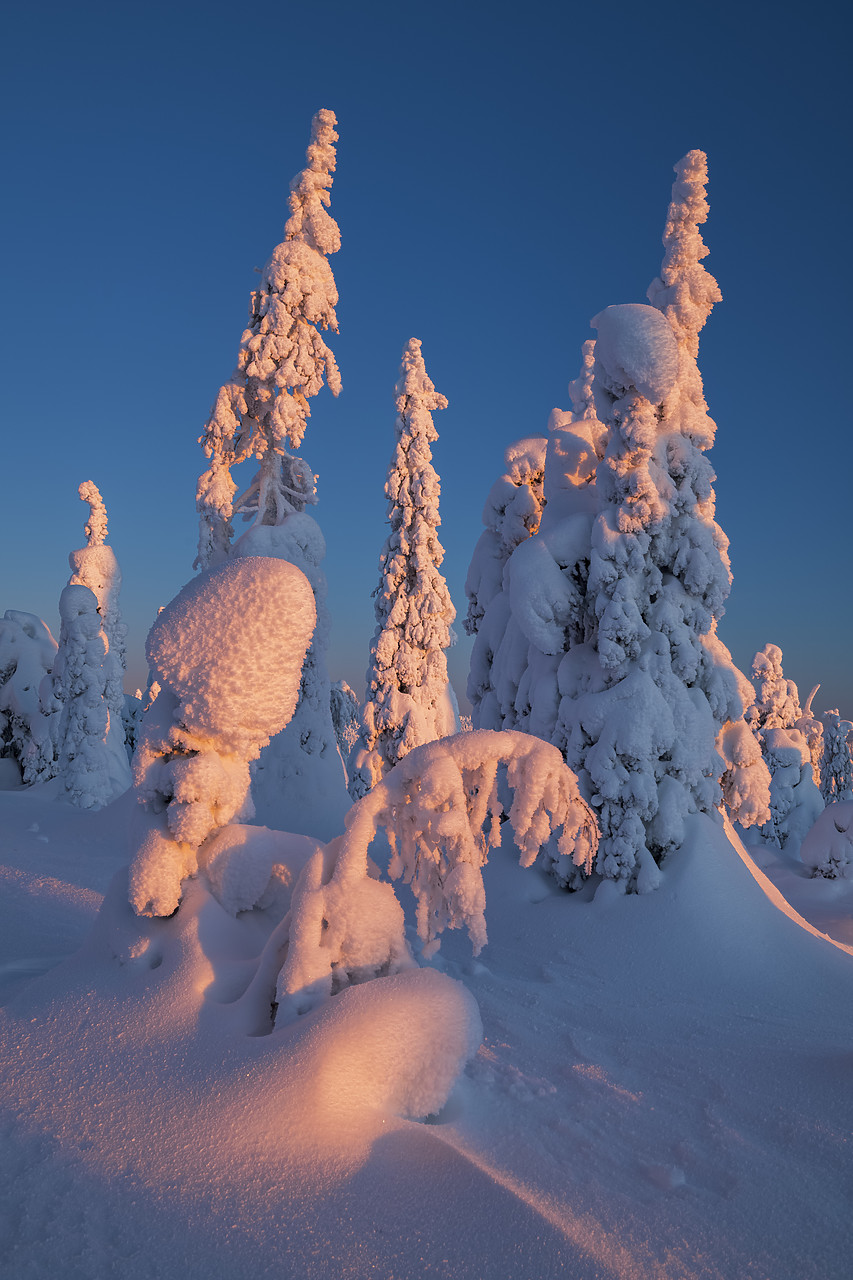 #400038-1 - Dawn Light on Snow-covered Pine Trees, Riisitunturi National Park, Posio, Lapland, Finland