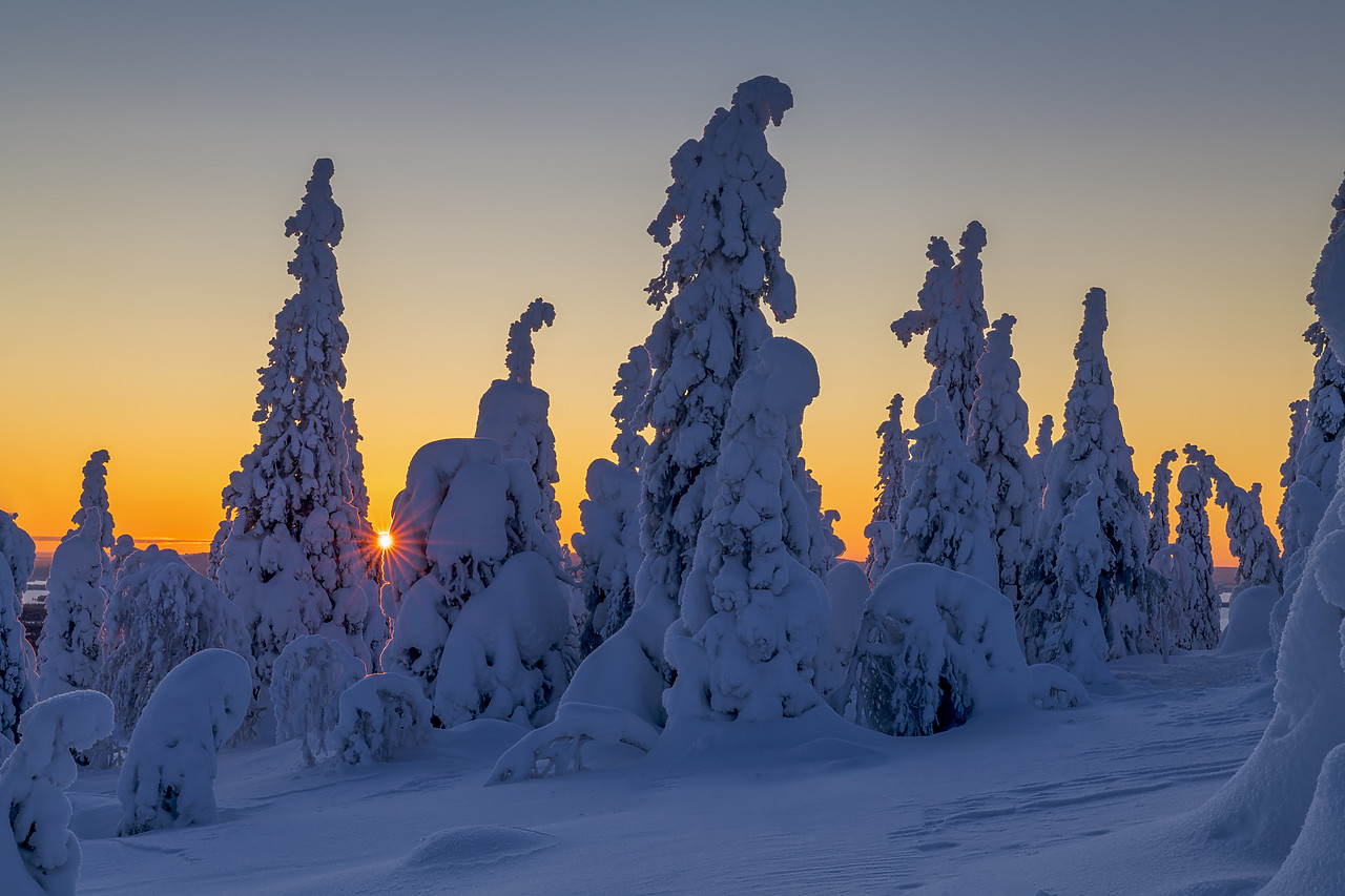 #400039-1 - Sunburst Through Snow-covered Pine Trees, Riisitunturi National Park, Posio, Lapland, Finland