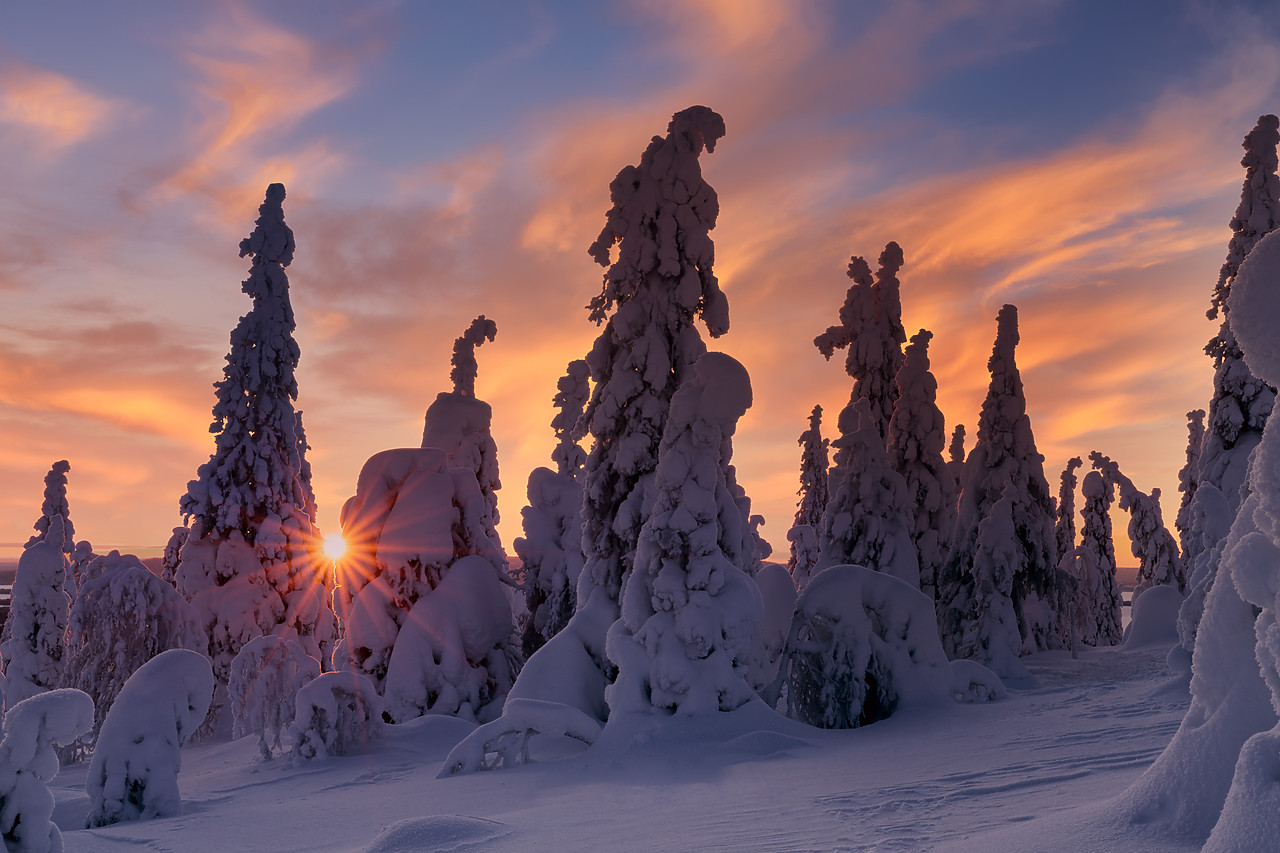 #400039-2 - Snow-covered Pine Trees at Sunrise, Riisitunturi National Park, Posio, Lapland, Finland