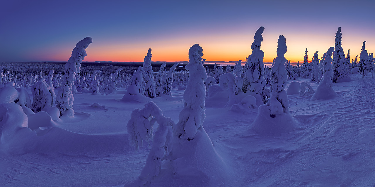 #400040-1 - Dawn Light on Snow-covered Pine Trees, Riisitunturi National Park, Posio, Lapland, Finland