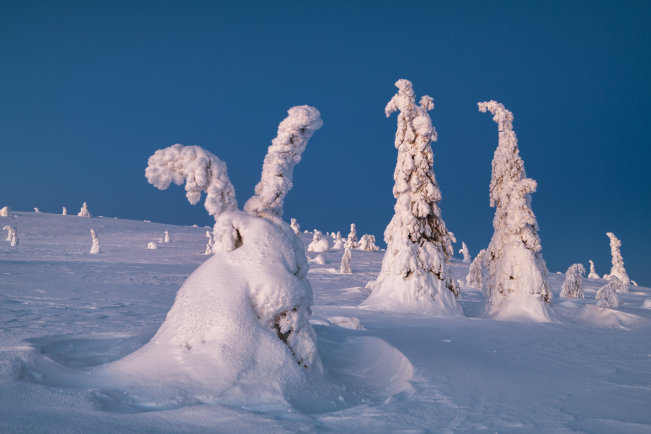 #400041-1 - Snow-covered Pine Trees, Riisitunturi National Park, Posio, Lapland, Finland