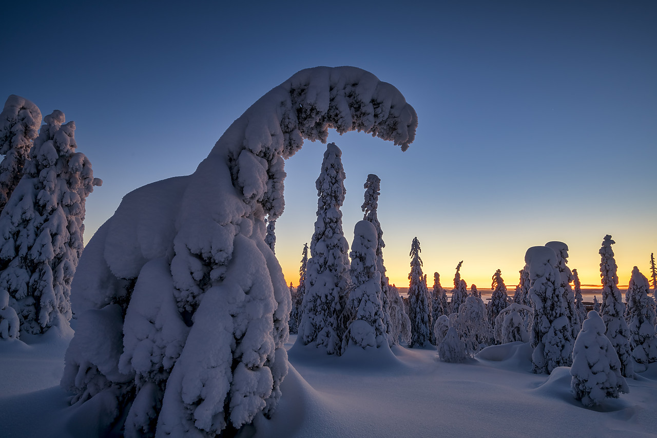 #400042-1 - Dawn Light on Snow-covered Pine Trees, Riisitunturi National Park, Posio, Lapland, Finland