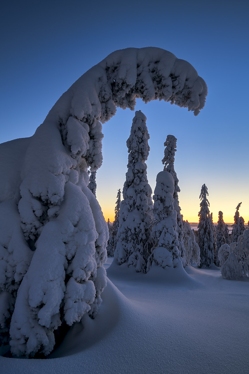 #400042-2 - Dawn Light on Snow-covered Pine Trees, Riisitunturi National Park, Posio, Lapland, Finland