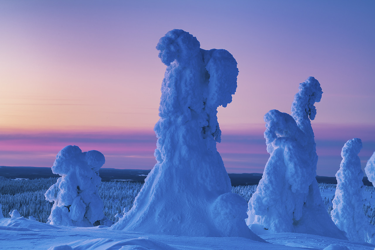 #400043-1 - Snow-covered Pine Trees, Riisitunturi National Park, Posio, Lapland, Finland