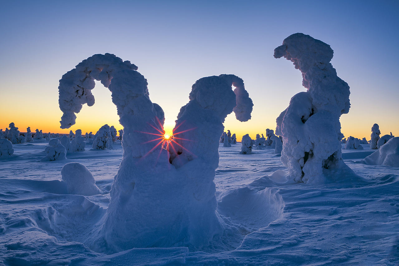 #400044-1 - Sunburst Through Snow-covered Pine Trees, Riisitunturi National Park, Posio, Lapland, Finland