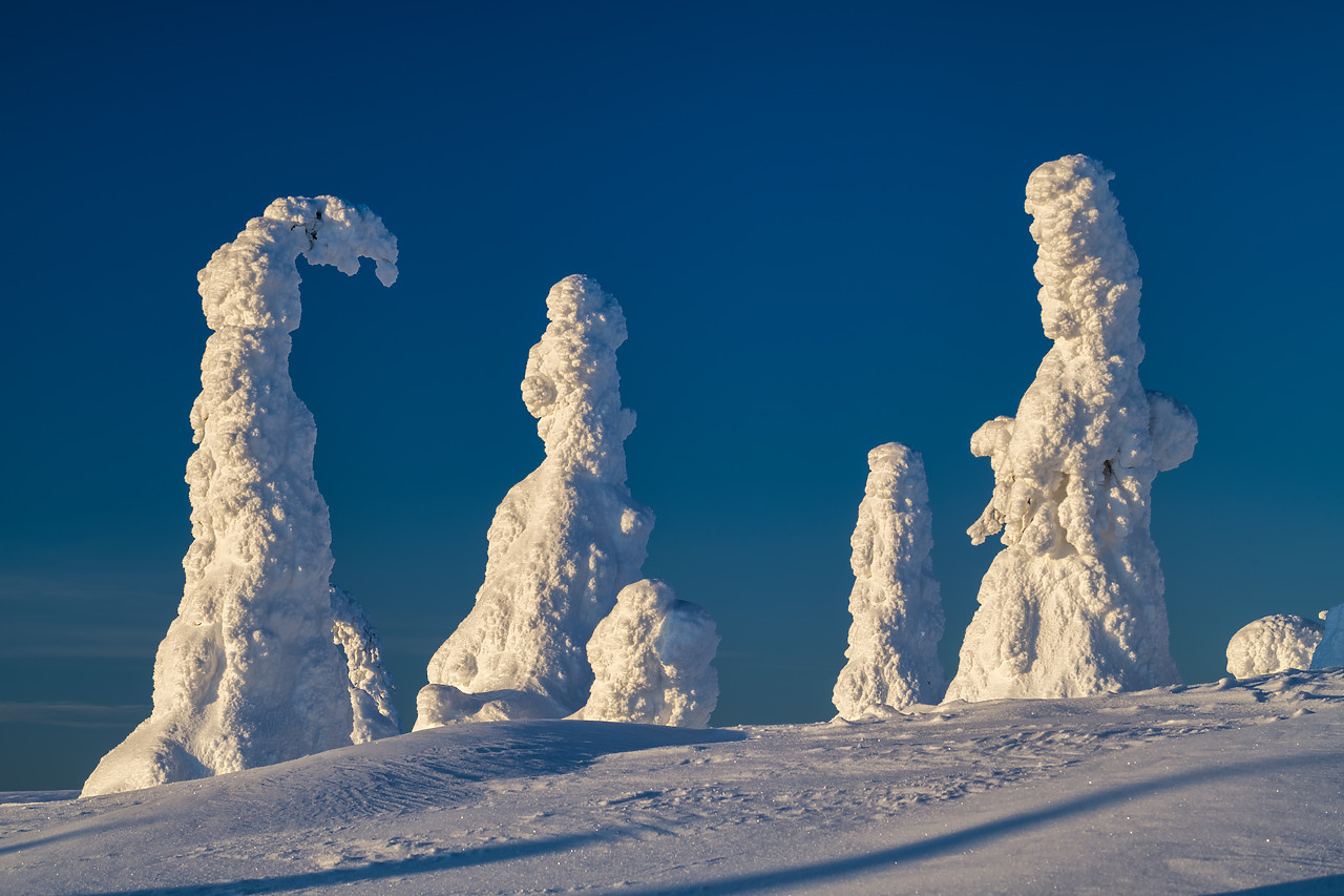 #400047-1 - Snow-covered Pine Trees, Riisitunturi National Park, Posio, Lapland, Finland