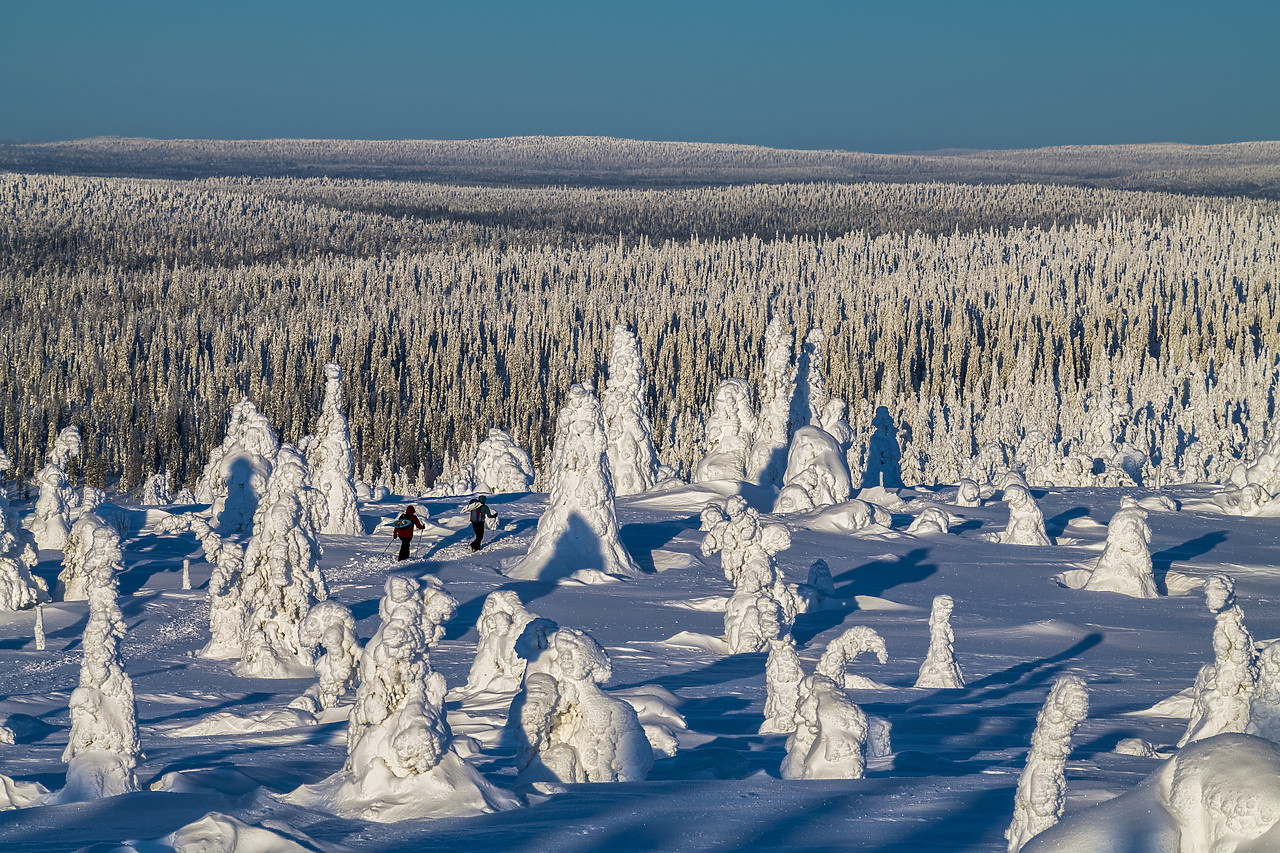 #400050-1 - Hikers through Snow-covered Pine Trees, Riisitunturi National Park, Posio, Lapland, Finland