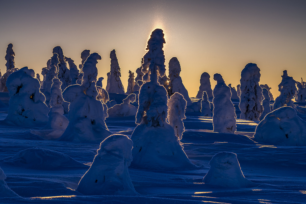 #400051-1 - Snow-covered Pine Trees, Riisitunturi National Park, Posio, Lapland, Finland