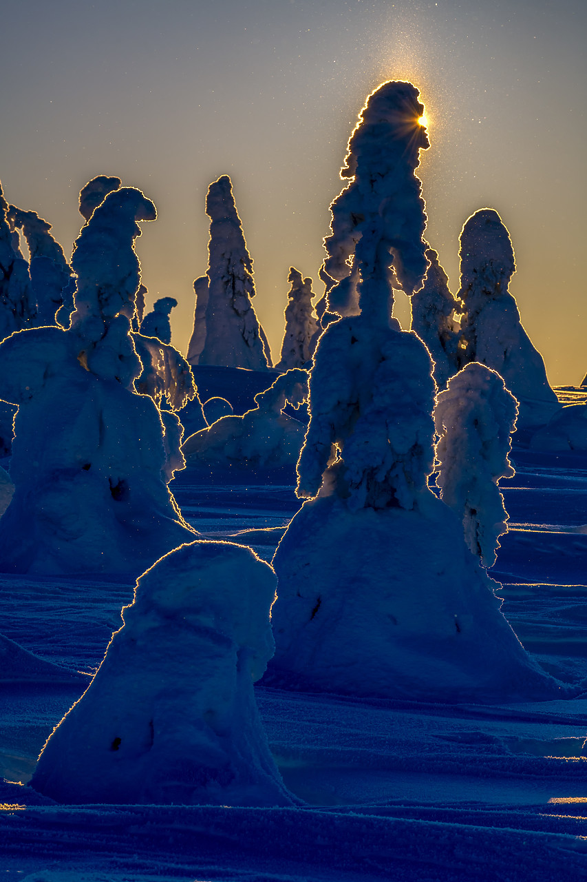 #400051-2 - Snow-covered Pine Trees, Riisitunturi National Park, Posio, Lapland, Finland