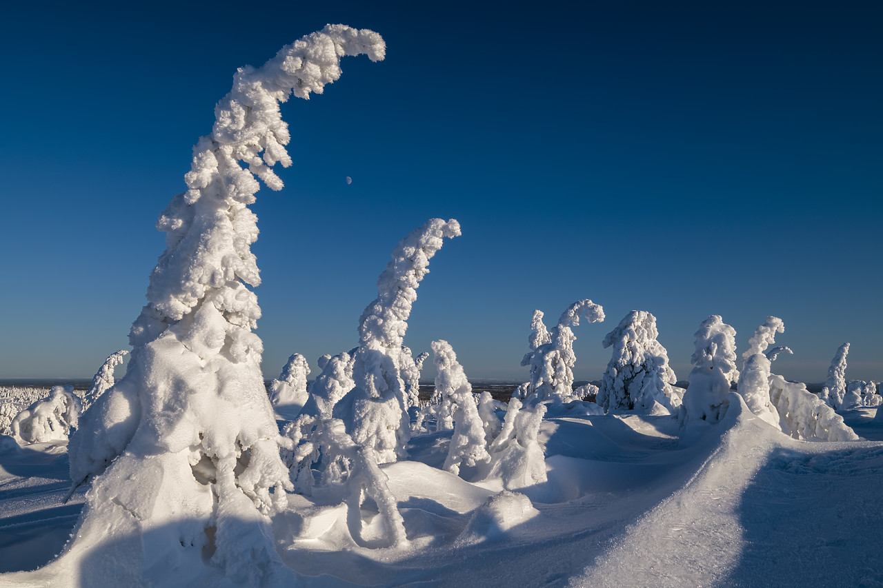 #400052-1 - Snow-covered Pine Trees, Riisitunturi National Park, Posio, Lapland, Finland