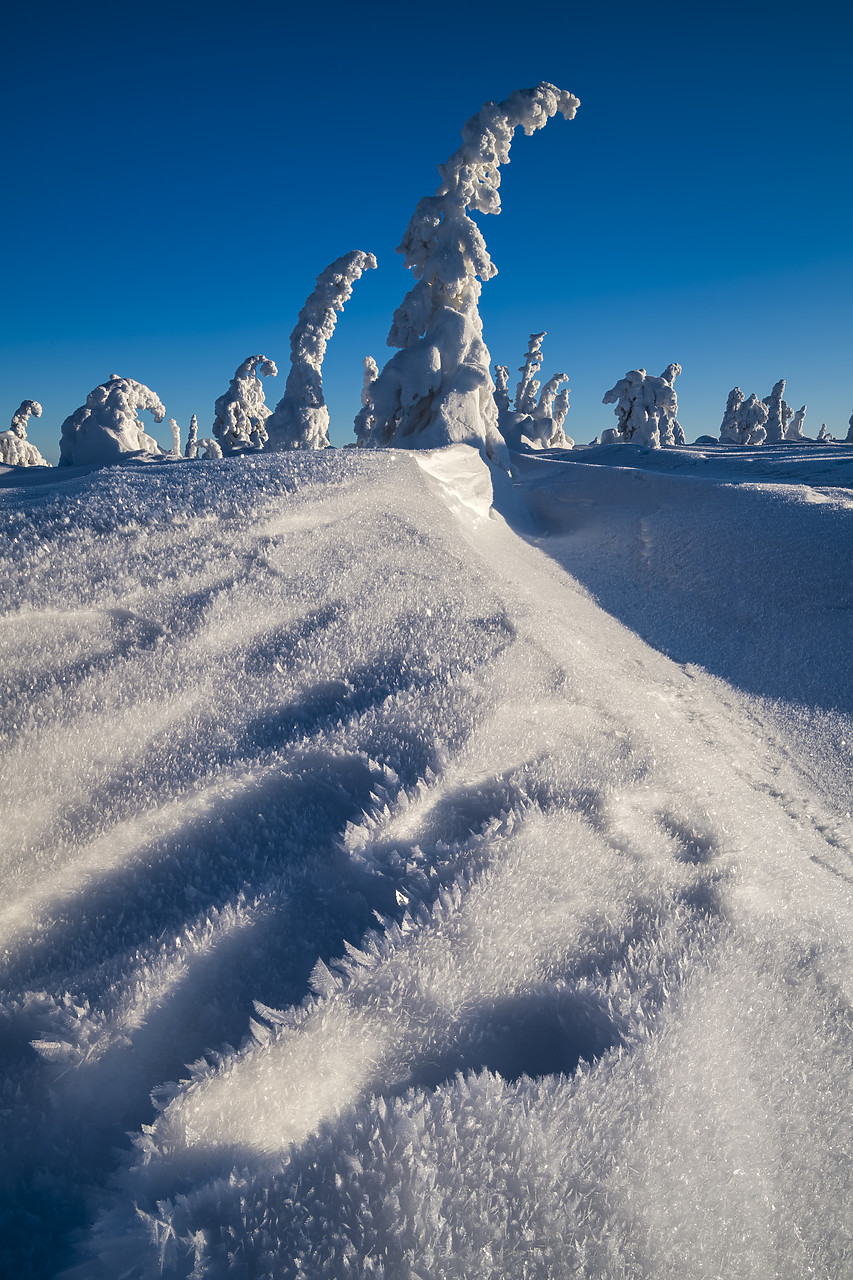 #400053-1 - Snow-covered Pine Trees, Riisitunturi National Park, Posio, Lapland, Finland