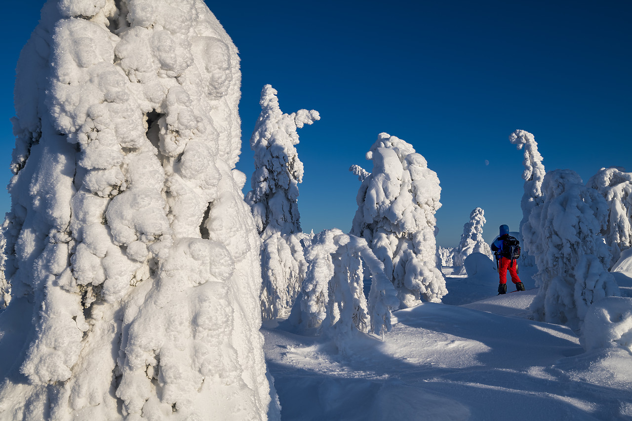 #400054-1 - Snow-covered Pine Trees & Person, Riisitunturi National Park, Posio, Lapland, Finland