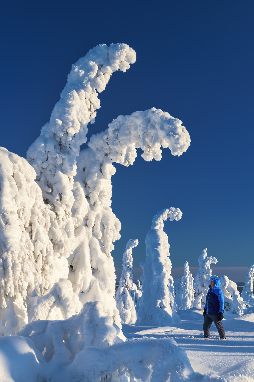 #400055-1 - Snow-covered Pine Trees & Person, Riisitunturi National Park, Posio, Lapland, Finland