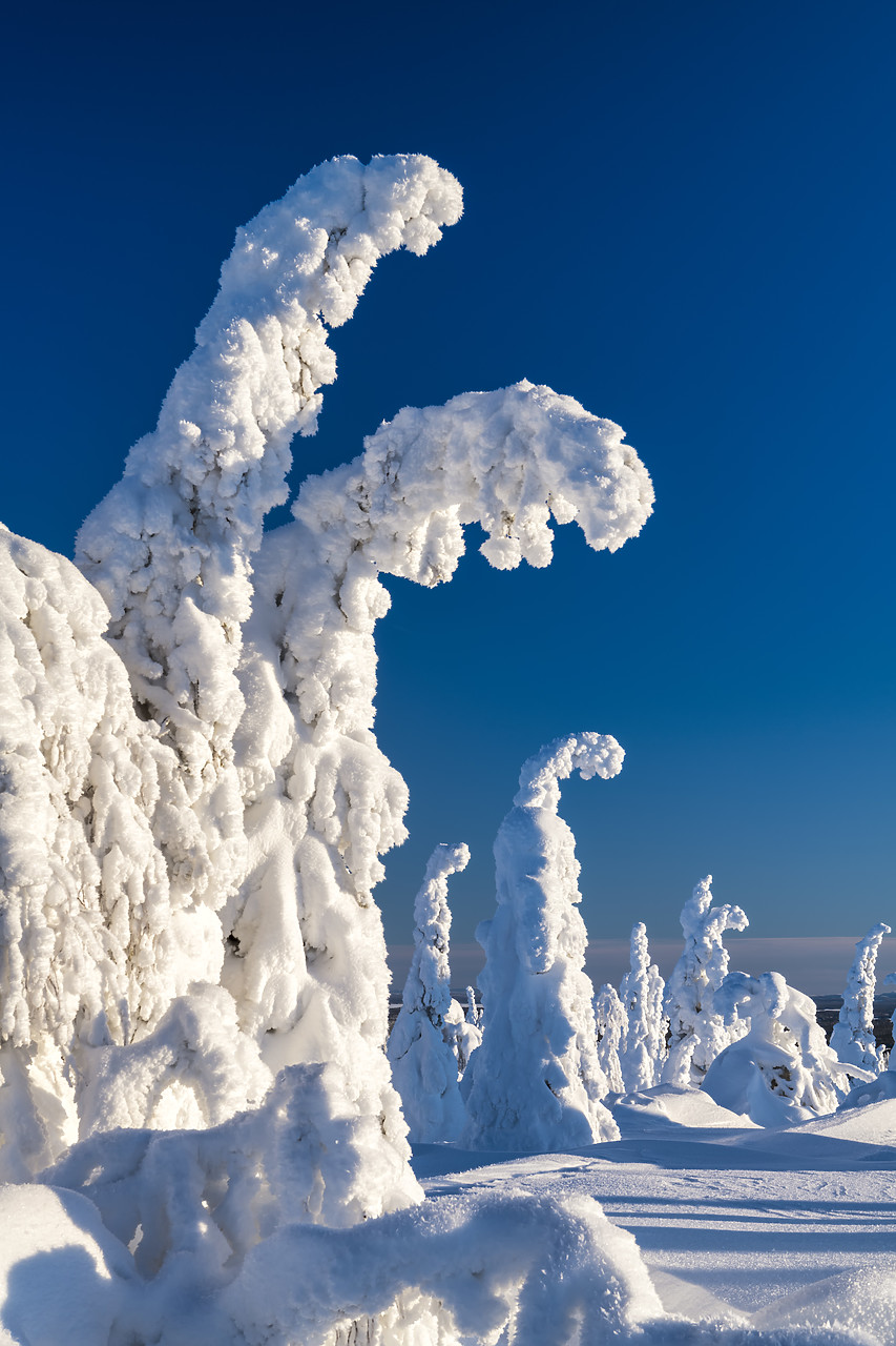 #400055-2 - Snow-covered Pine Trees, Riisitunturi National Park, Posio, Lapland, Finland