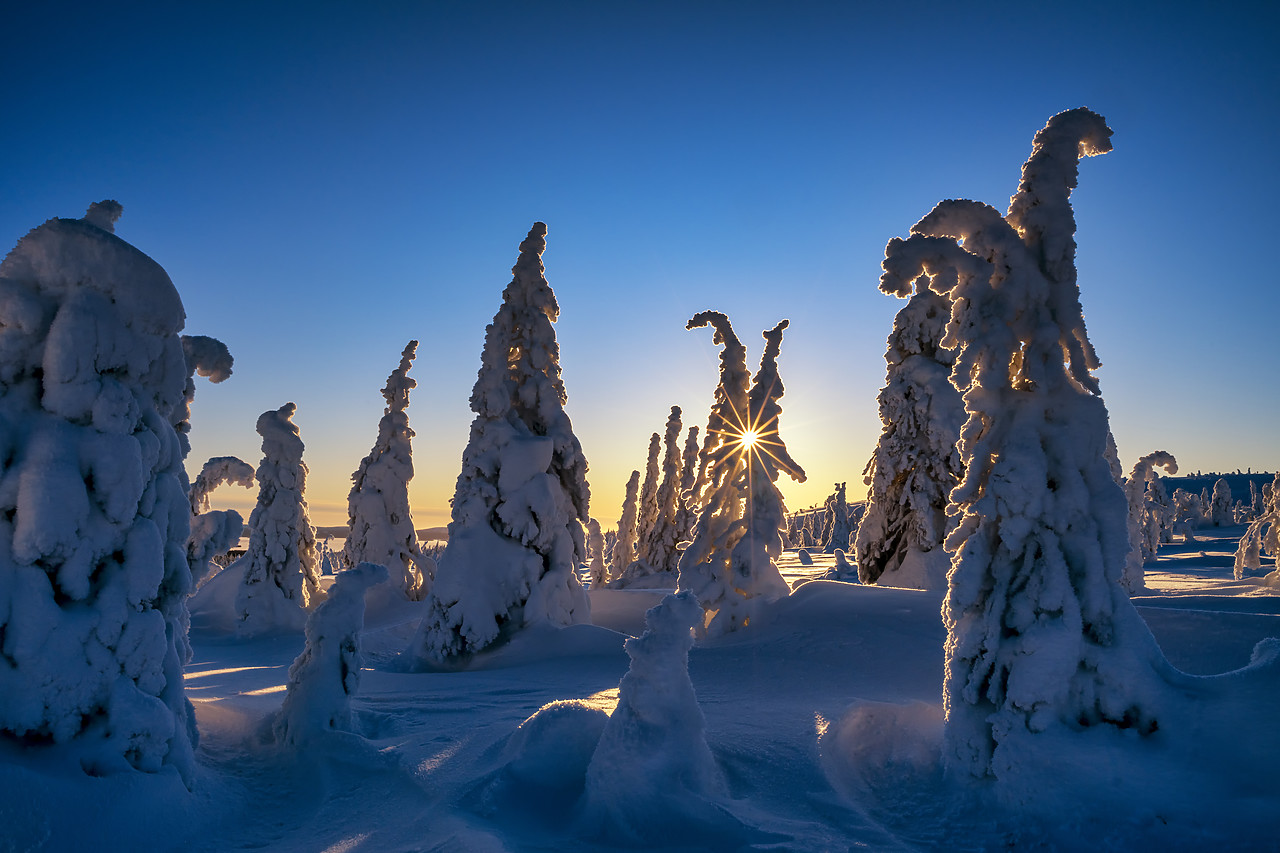 #400056-1 - Sunburst Through Snow-covered Pine Trees, Riisitunturi National Park, Posio, Lapland, Finland