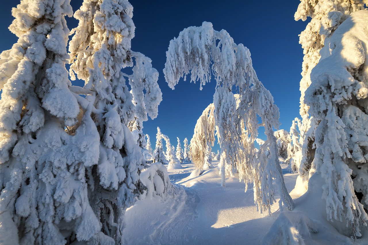 #400058-1 - Snow-covered Pine Trees, Riisitunturi National Park, Posio, Lapland, Finland