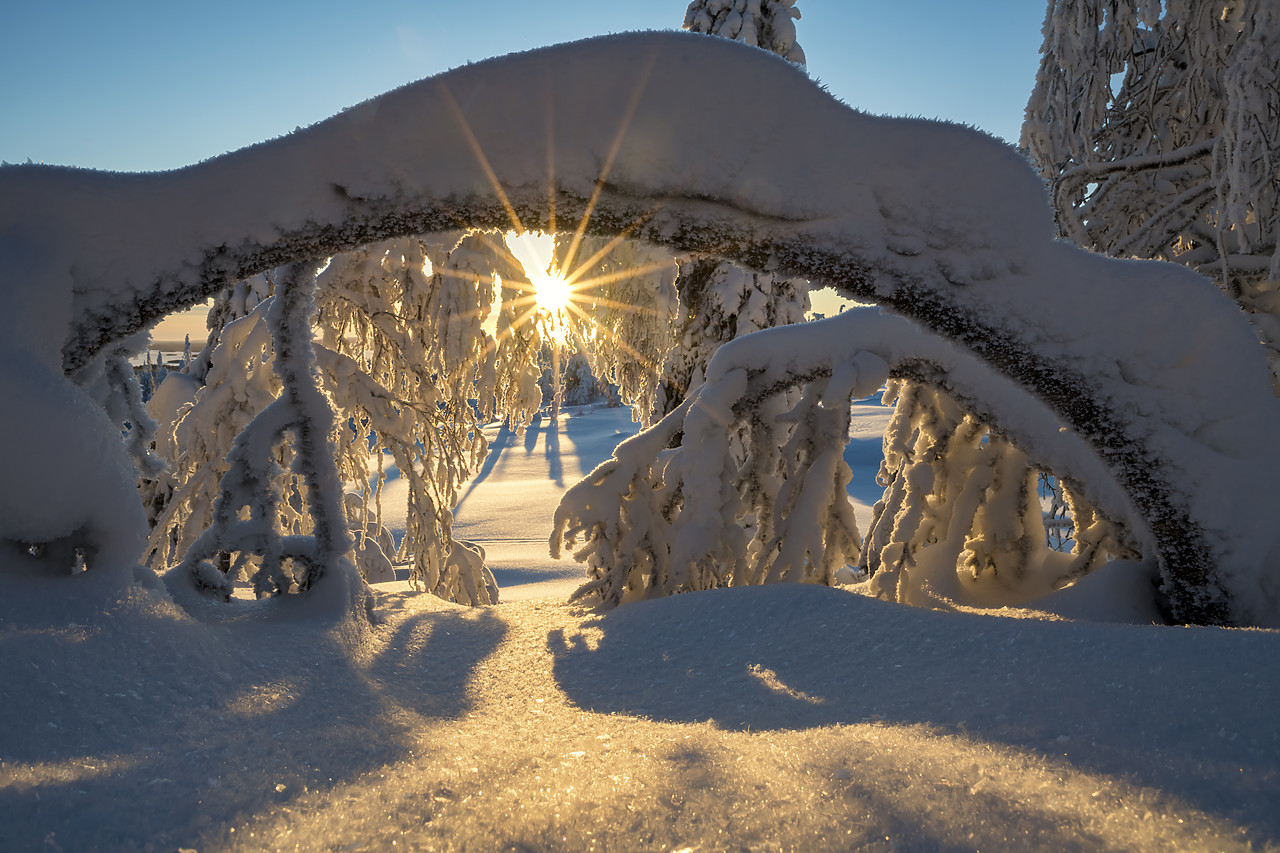 #400059-1 - Sunburst Through Snow-covered Pine Trees, Riisitunturi National Park, Posio, Lapland, Finland