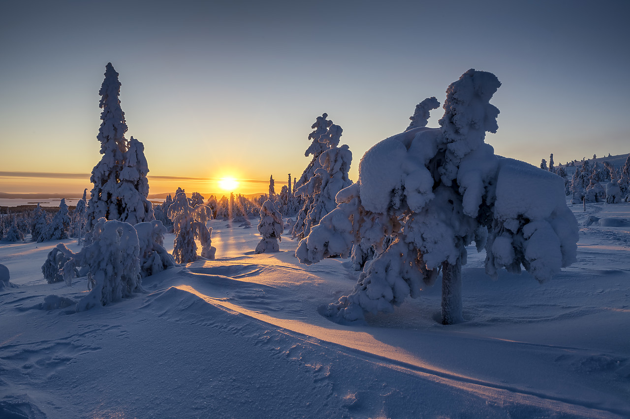 #400060-1 - Snow-covered Pine Trees at Sunrise, Riisitunturi National Park, Posio, Lapland, Finland