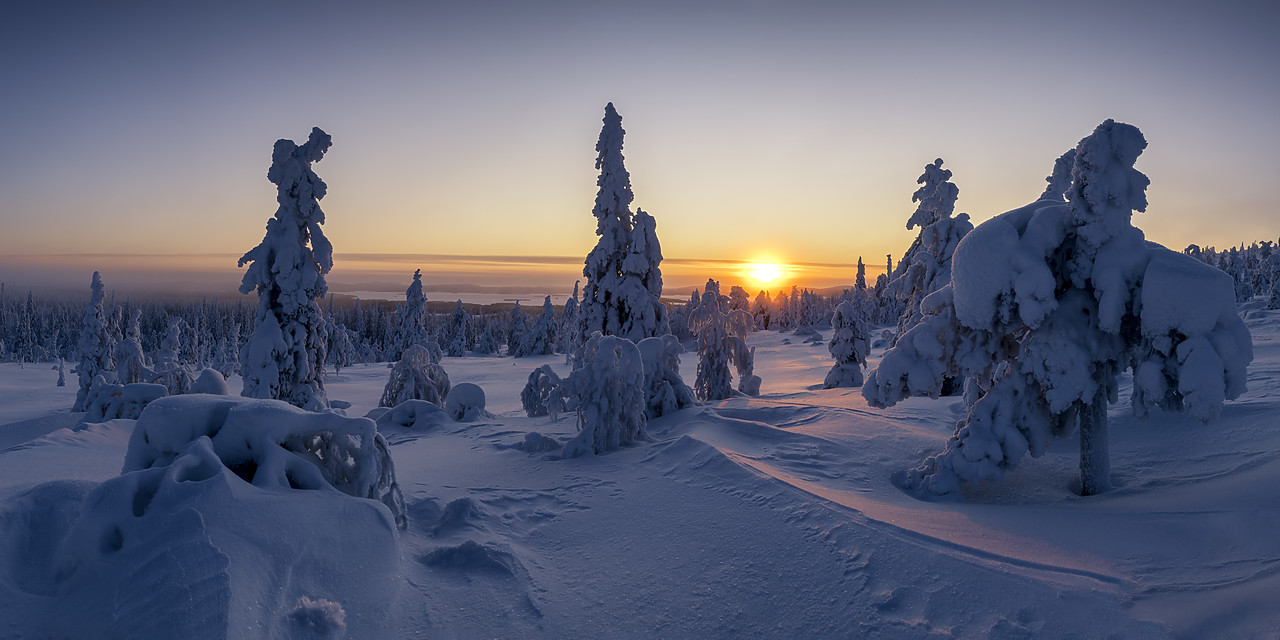 #400060-2 - Snow-covered Pine Trees at Sunrise, Riisitunturi National Park, Posio, Lapland, Finland