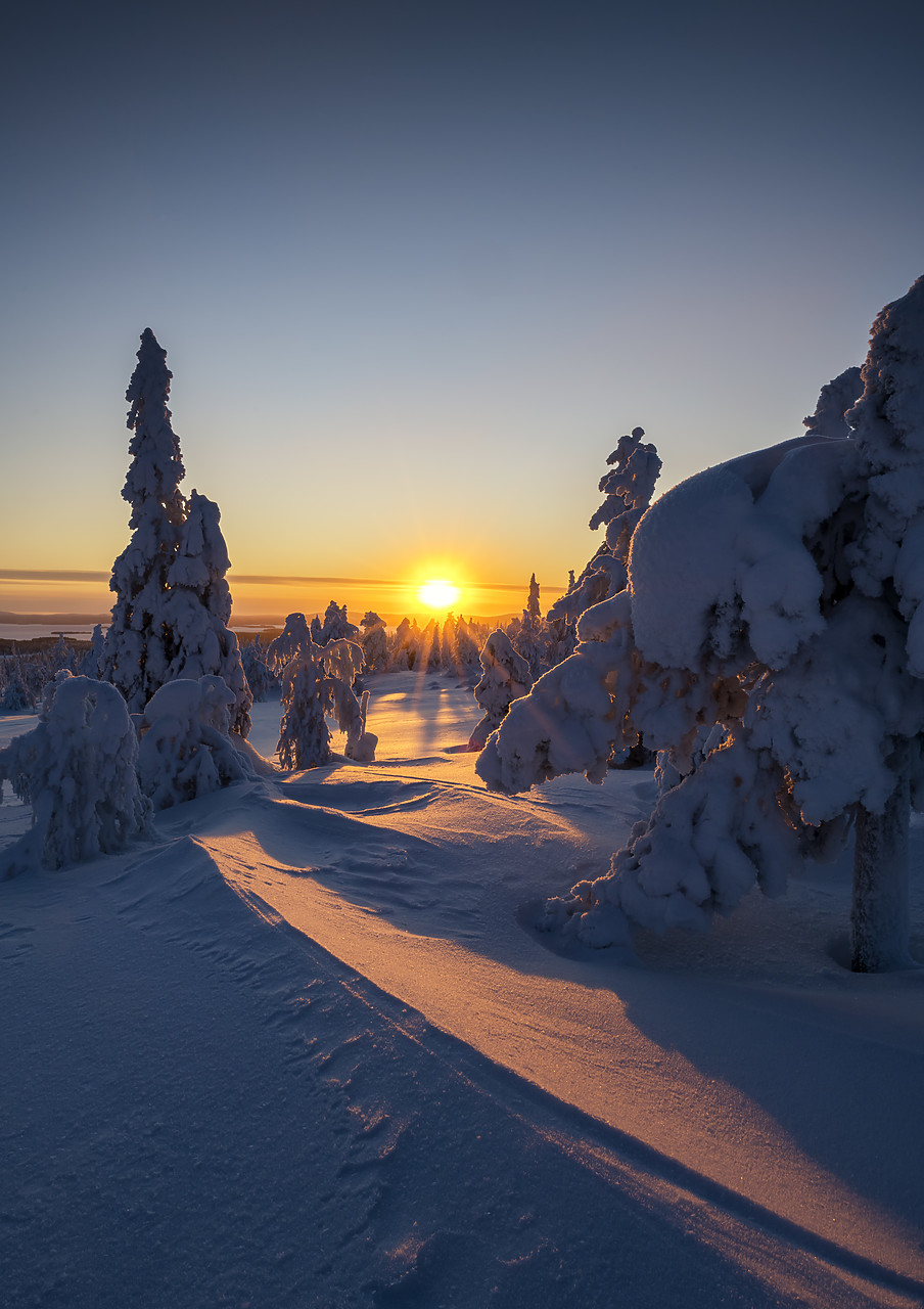 #400060-3 - Snow-covered Pine Trees at Sunrise, Riisitunturi National Park, Posio, Lapland, Finland